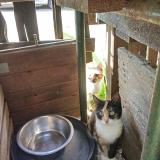 Foto del gato perdido en Sables D Olonne