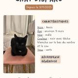 Foto del gato perdido en Clichy Sous Bois