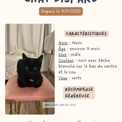 Foto 1/1 Nesis Chat perdido en Clichy sous bois