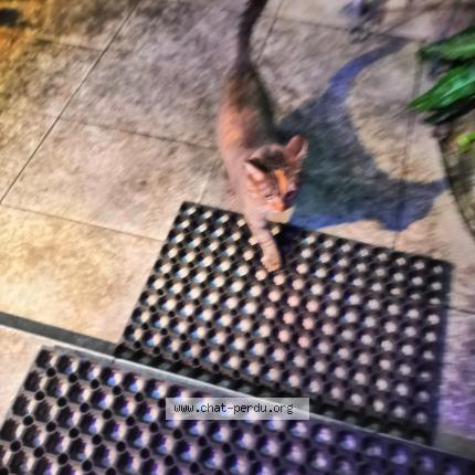 Foto 1/1 Gato encontrado Encontrado en Tarbes