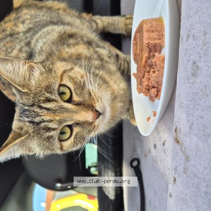 Foto 1/1 Gato encontrado Encontrado en Aubervilliers