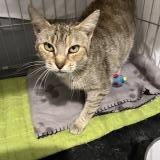 Foto del gato perdido en Etampes Sur Marne