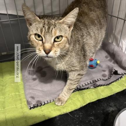 Foto 1/1 Sempa Chat perdido en Etampes sur marne