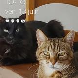 Foto del gato perdido en Le Louroux Beconnais