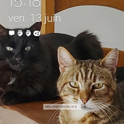 Foto 1/1 Riggs Chat perdido en Le louroux beconnais