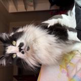 Foto del gato perdido en Daytona Beach