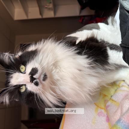 Foto 1/1 Rocky Chat perdido en Daytona beach