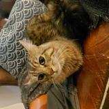 Foto de gato encontrado en Mantes La Jolie