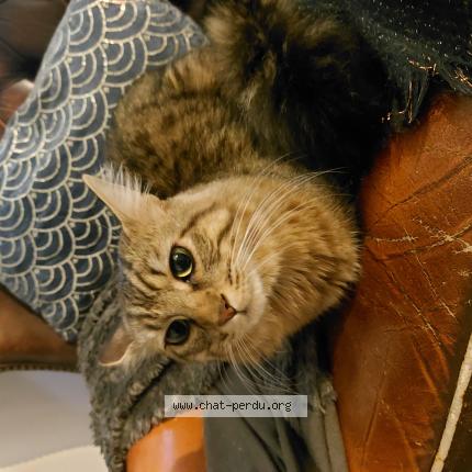 Foto 1/1 Gato encontrado Encontrado en Mantes la jolie