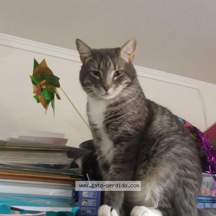 Foto 1/4 Gato encontrado Perdido en Puente alto