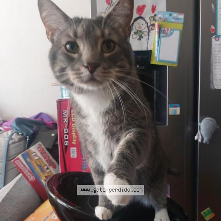 Foto 2/4 Gato encontrado Perdido en Puente alto