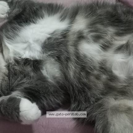 Foto 3/4 Gato encontrado Perdido en Puente alto