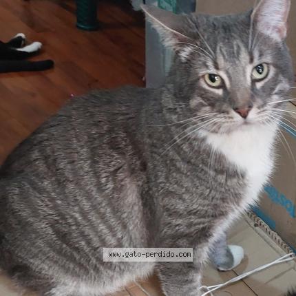 Foto 4/4 Gato encontrado Perdido en Puente alto