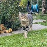 Foto del gato perdido en Bellevigny