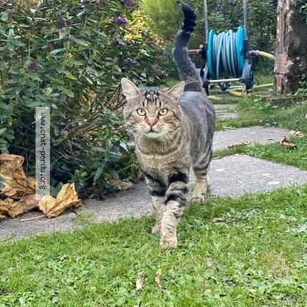 Foto 1/1 Gribouille Chat perdido en Bellevigny