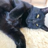 Foto del gato perdido en Montcel