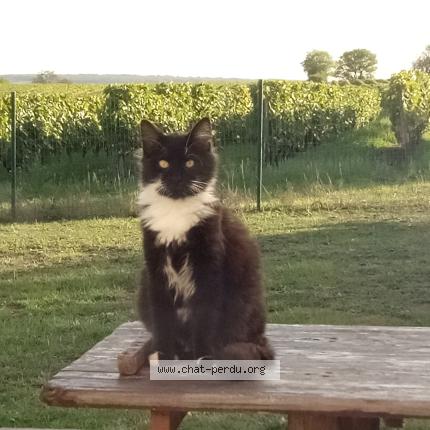 Foto 1/1 Hawaii Chat perdido en Montils