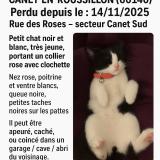 Foto del gato perdido en Canet En Roussillon