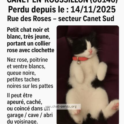 Foto 1/1 Princesse Chat perdido en Canet en roussillon