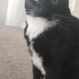 Foto del gato perdido en Henderson