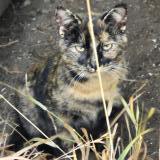 Foto de gato encontrado en Chauvin