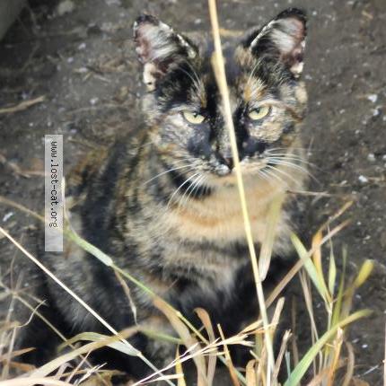 Foto 1/1 Gato encontrado Encontrado en Chauvin