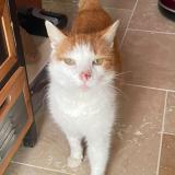 Foto del gato perdido en La Laigne