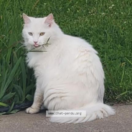 Foto 1/1 Snowy Chat perdido en Longueuil