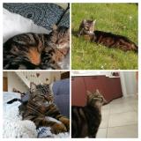 Foto del gato perdido en Lege