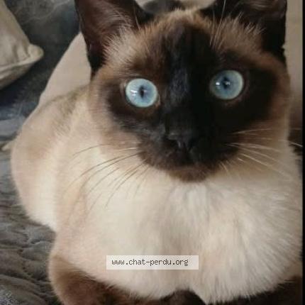 Foto 1/1 Sarah Chat perdido en Masseret