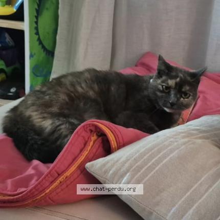 Foto 1/1 Beca Chat perdido en Andacette