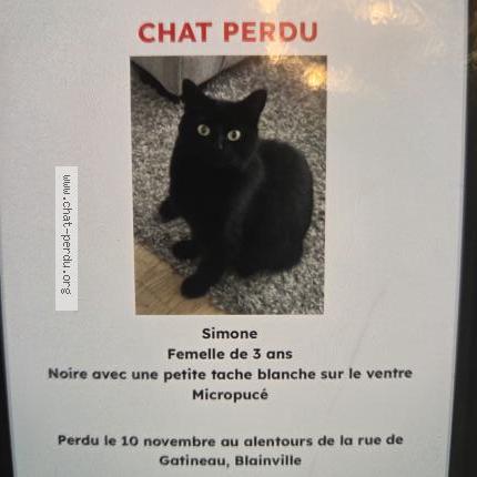 Foto 1/1 Simone Chat perdido en Blainville