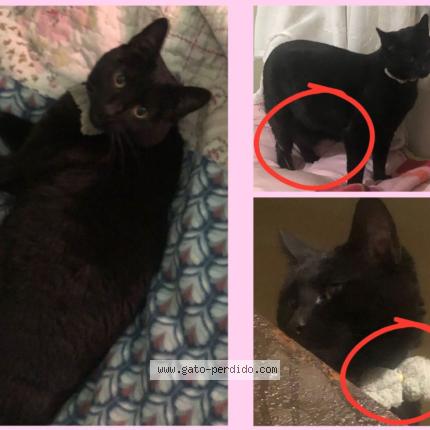 Foto 1/1 Gato encontrado Perdido en Santiago