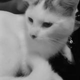 Foto del gato perdido en North York