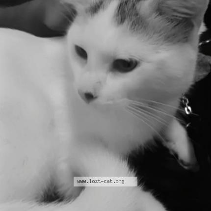 Foto 1/1 Gabriel Chat perdido en North york