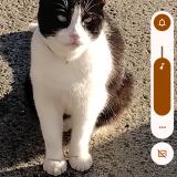 Foto del gato perdido en Louisville