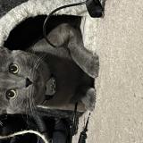 Foto del gato perdido en Weeki Wachee