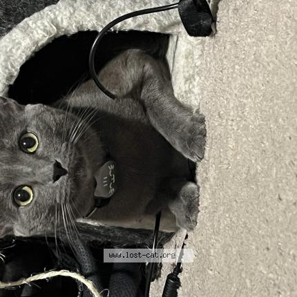 Foto 1/1 Mr Tiny Chat perdido en Weeki wachee