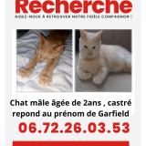 Foto del gato perdido en Hazebrouck