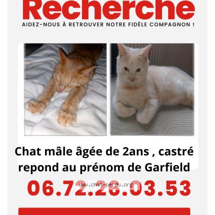 Foto 1/1 Adeline Bauden Chat perdido en Hazebrouck