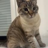 Foto del gato perdido en Fleury Sur Orne