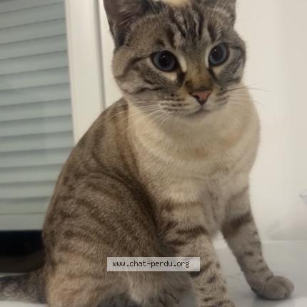 Foto 1/1 Romy Chat perdido en Fleury sur orne