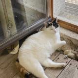 Foto del gato perdido en Noirmoutier En L Ill