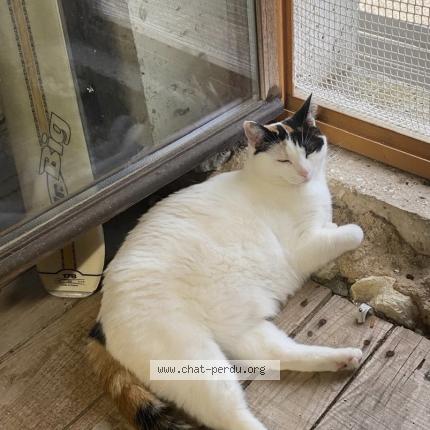 Foto 1/1 Callie Chat perdido en Noirmoutier en l ill