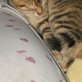 Foto del gato perdido en Montceau Les Mines