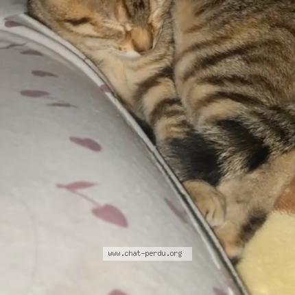 Foto 1/1 Meï Chat perdido en Montceau les mines