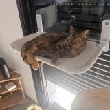 Foto del gato perdido en Roost Warendin