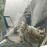 Foto de gato encontrado en Portes Les Valence