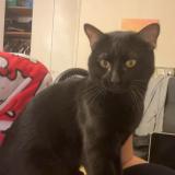 Foto del gato perdido en Venelle