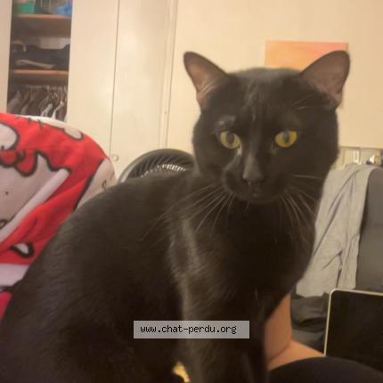 Foto 1/1 Elie Chat perdido en Venelle